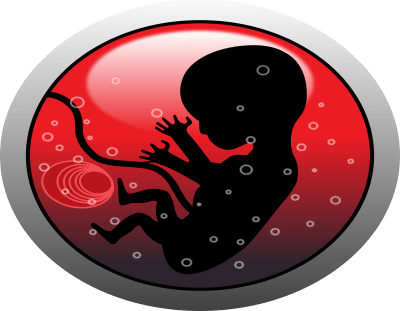 Ectopic Pregnancy & Normal Pregnancy