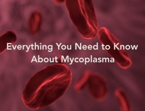 Everything You Need to Know About Mycoplasma
